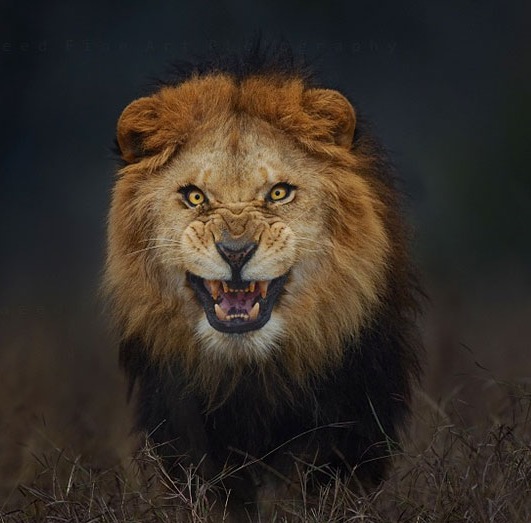 Leone