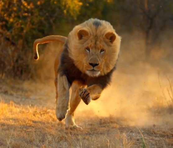 Leone Pro