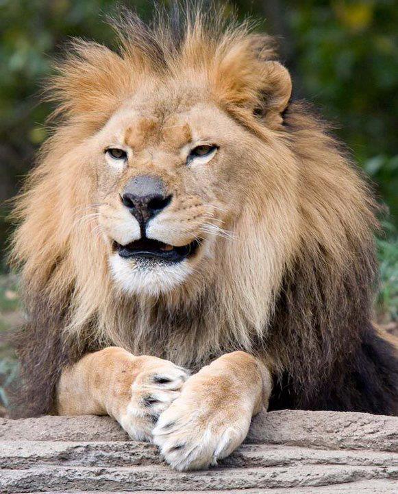 Leone