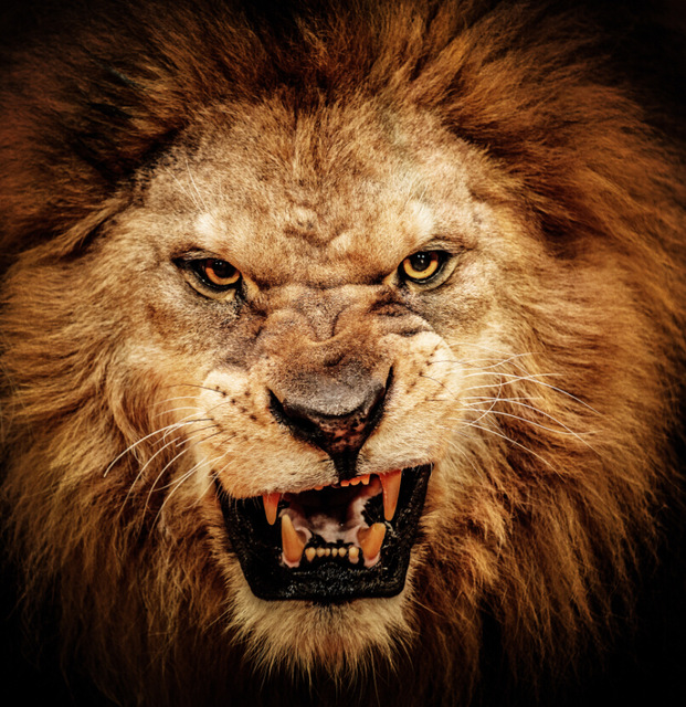 Leone