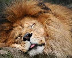 Leone dormiente
